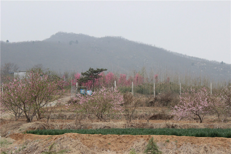春日美景 春日美景